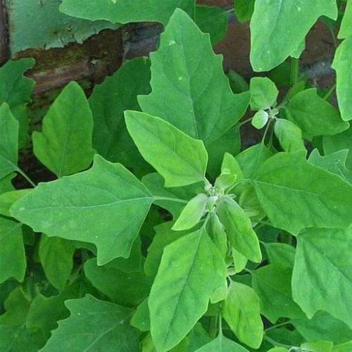 "Bathua Desi Seeds | Vegetable Seeds " - Branzia Herbs