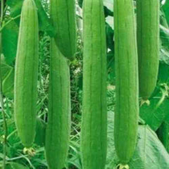 "Sponge Gourd Turai Tori | Vegetable Seeds " - Branzia Herbs