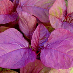 "Chaulai Lal Saag Red Amaranth | Vegetable Seeds " - Branzia Herbs