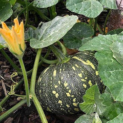 "Hybrid Pumpkin Bheema | Vegetable Seeds " - Branzia Herbs