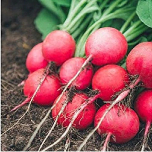 "Turnip Red Ball Shalgam | Vegetable Seeds " - Branzia Herbs