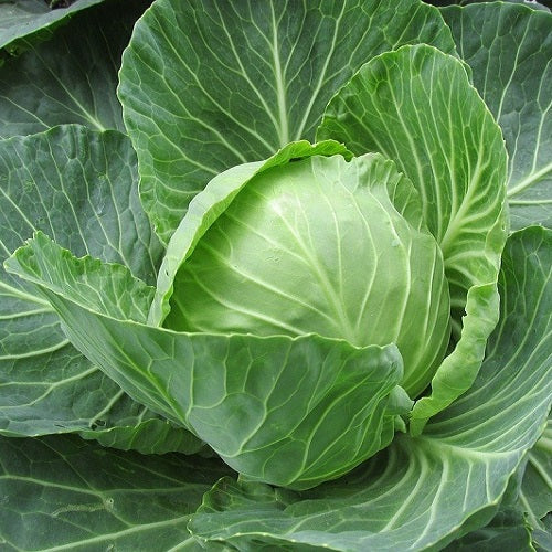 "Cabbage Band Gobhi | Vegetable Seeds " - Branzia Herbs