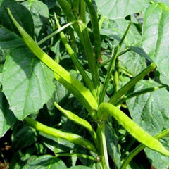 "Guar Phali Desi Seeds | Vegetable Seeds " - Branzia Herbs