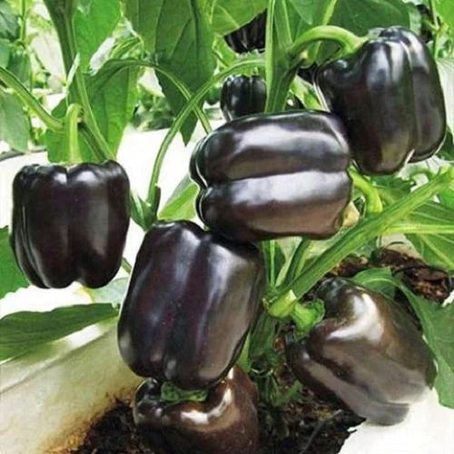 "Capsicum Purple Black F1 Hybrid Shimla Mirch | Vegetable Seeds " - Branzia Herbs