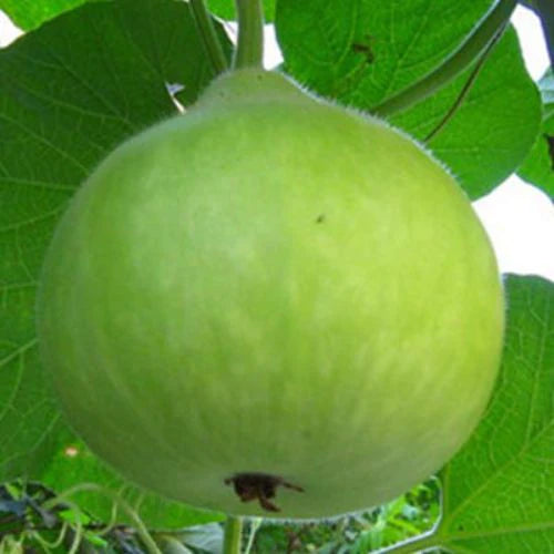 "Bottle Gourd Round Gol Ghiya | Vegetable Seeds " - Branzia Herbs