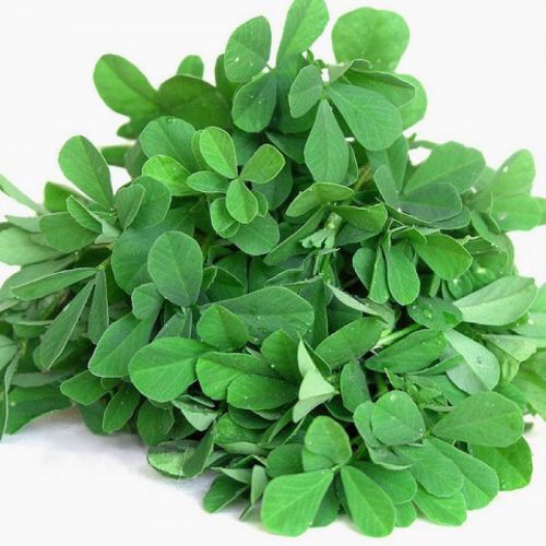 "Methi Fenugreek | Vegetable Seeds " - Branzia Herbs