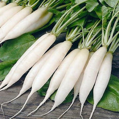 "Radish Mooli Long White | Vegetable Seeds " - Branzia Herbs