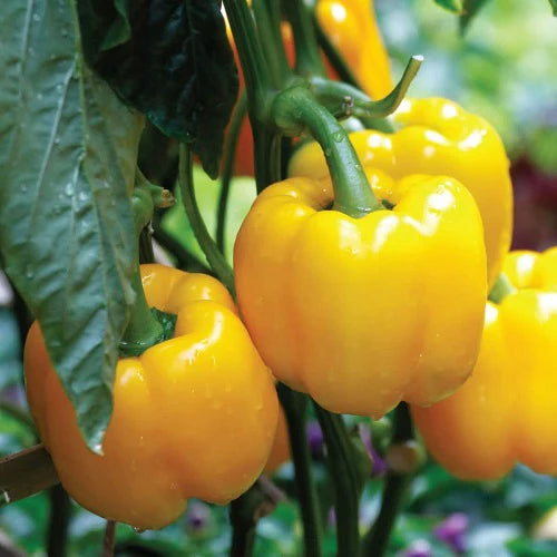 "Capsicum Yellow Shimla Mirch Imported | Vegetable Seeds " - Branzia Herbs