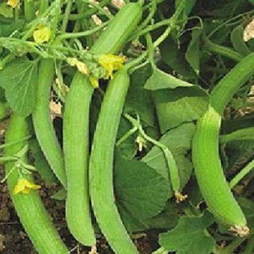 "Long Melon Kakri | Vegetable Seeds " - Branzia Herbs