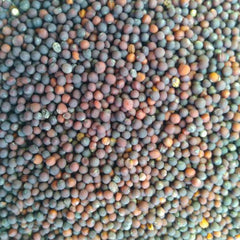 "Mustard Sarso Seed | Vegetable Seeds " - Branzia Herbs