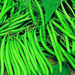 "Pencil Bean | Vegetable Seeds " - Branzia Herbs