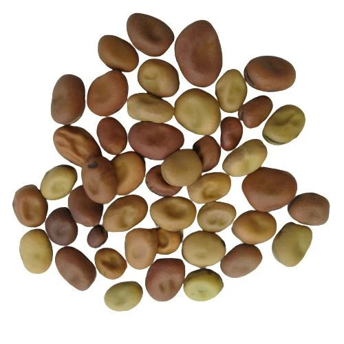 "Fava Beans Bakla | Vegetable Seeds " - Branzia Herbs