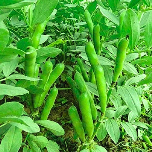 "Fava Beans Bakla | Vegetable Seeds " - Branzia Herbs