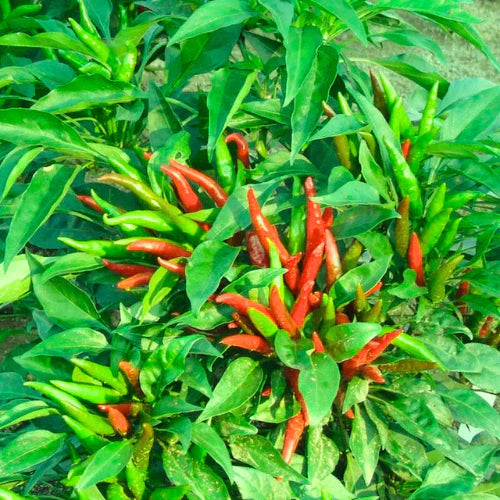 "Sadabahar Chilli Mirch Seeds | Vegetable Seeds " - Branzia Herbs