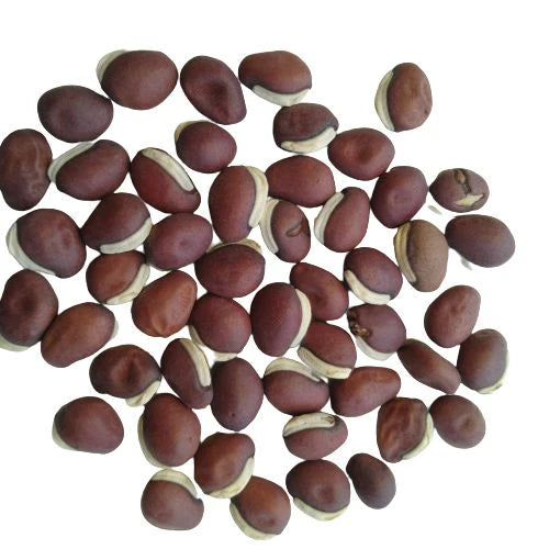 "Hyacinth Beans Sem Fali Dwarf | Vegetable Seeds " - Branzia Herbs