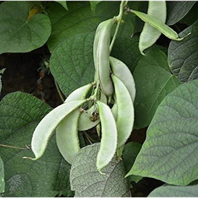 "Hyacinth Beans Sem Fali Dwarf | Vegetable Seeds " - Branzia Herbs