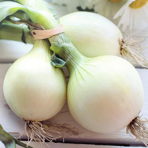 "White Onion Seeds | Vegetable Seeds " - Branzia Herbs