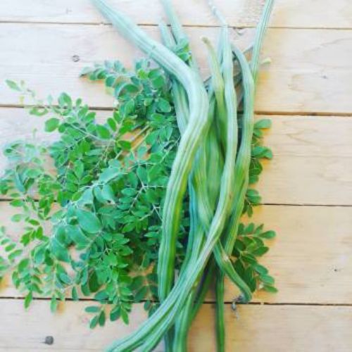 "Moringa Oleifera Drumstick Moringa | Vegetable Seeds " - Branzia Herbs