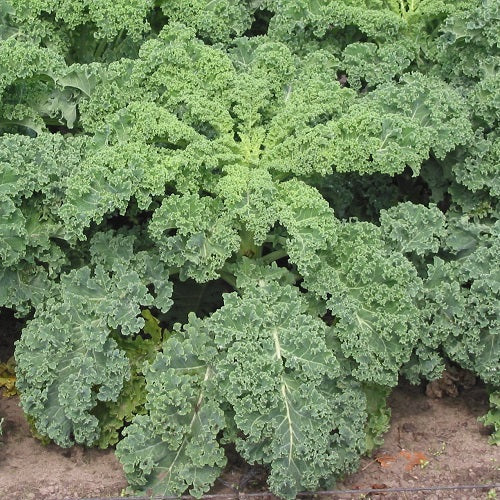 "Kale Brassica Oleracea | Vegetable Seeds " - Branzia Herbs