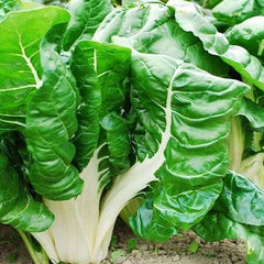 "Swiss Chard | Vegetable Seeds " - Branzia Herbs