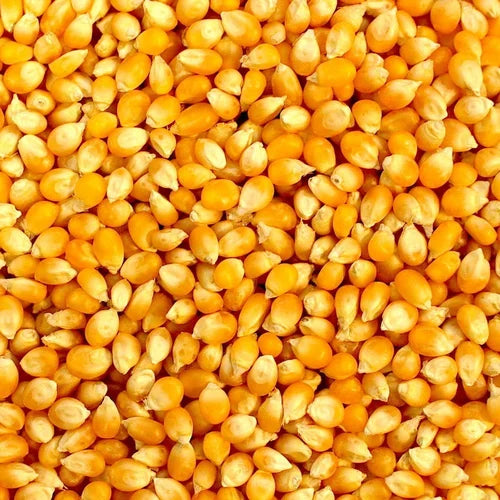 "Hybrid Makka Maize Corn Seeds | Vegetable Seeds " - Branzia Herbs