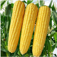 "Hybrid Makka Maize Corn Seeds | Vegetable Seeds " - Branzia Herbs