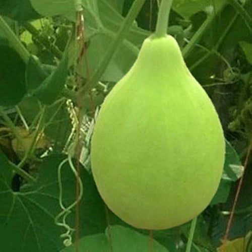 "Bottle Gourd Lattu Ghiya Seeds | Vegetable Seeds " - Branzia Herbs