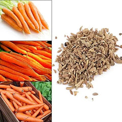 "Carrot Nantes | Vegetable Seeds