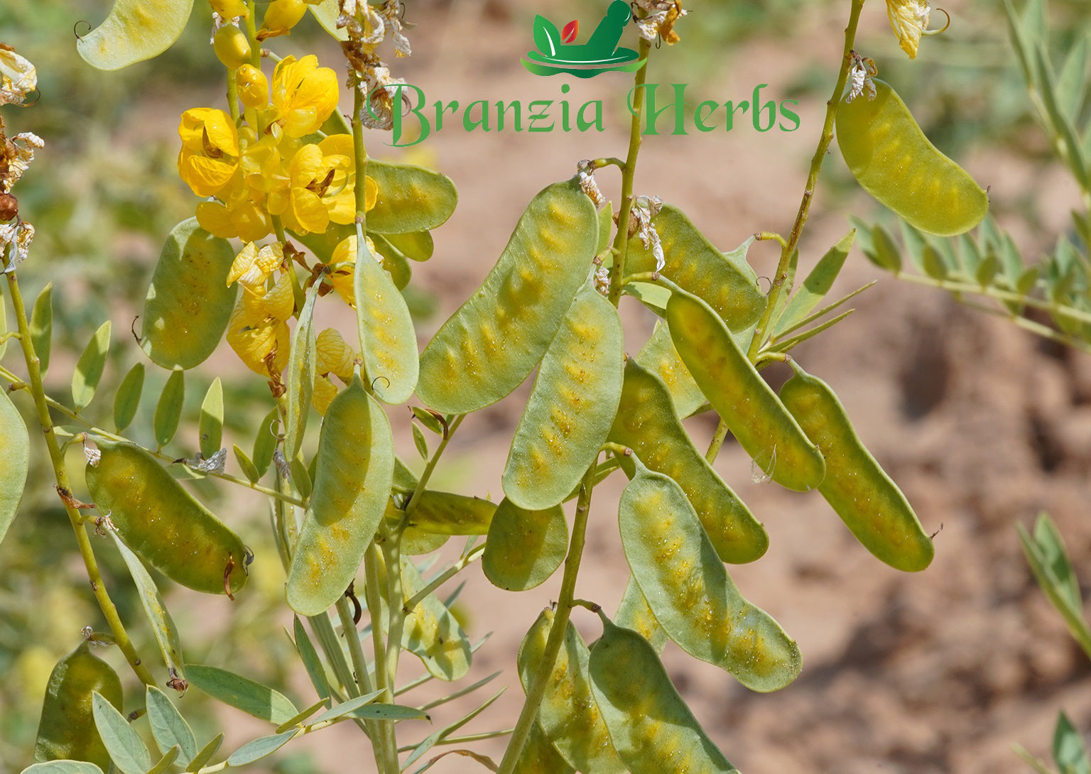 Organic Cassia Angustifolia Pods leaves