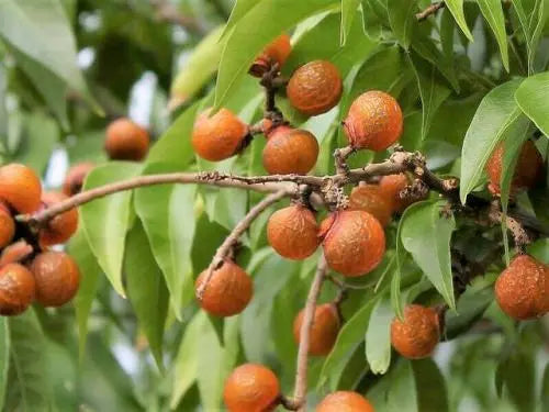 soap plant seeds Discover Benefits of Soap Nut Seeds