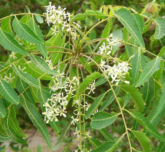 Azadirachta Indica Neem Seeds - Branzia Herbs