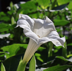 Datura Flower Seeds | Purple Angel's Trumpet Moonflower | Black Dhatura Beej | Ornamental Garden Plant Seeds
