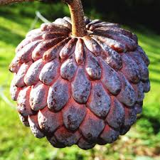 Red Custard Apple Seeds | Annona Reticulata | Jamaican Apple | Ox Heart | Wild Sweetsop Fruit Seeds for Gardening