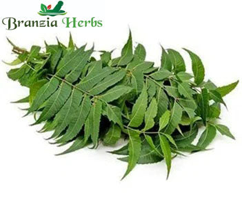 Neem Powder (Azadirachta Indica) - Branzia Herbs