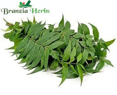 Neem Powder (Azadirachta Indica) - Branzia Herbs