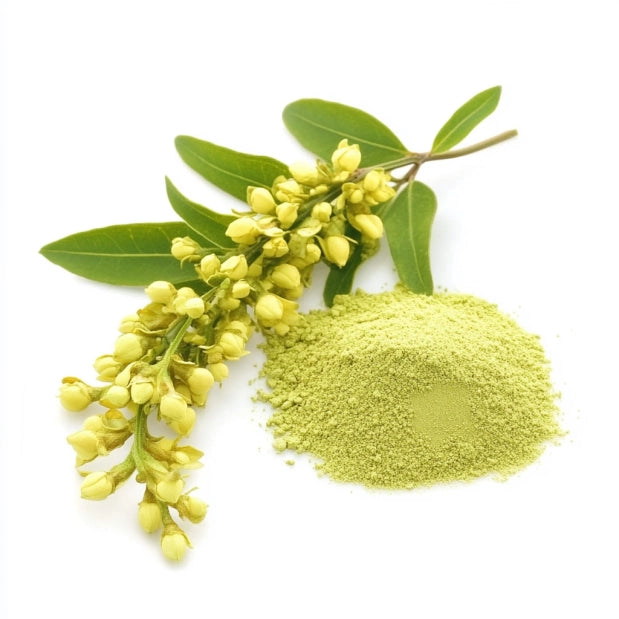 Rutin Extract Powder - Branzia Herbs