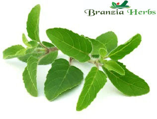 Tulsi (Basil) Powder (Ocimum Sanctum) - Branzia Herbs